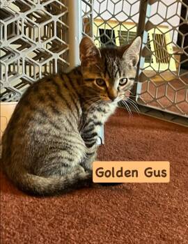 Gus -  Tabby and Domestic Short Hair Cat for Adoption in Yardley, Pennsylvania - Gus | PetCurious