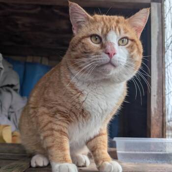 Domestic Short Hair and Tabby Cats Available for Adoption in Omaha, Nebraska - Murphy | PetCurious