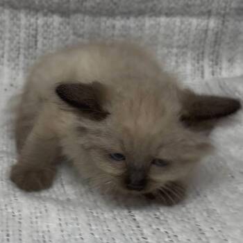 Domestic Medium Hair Cats Available for Adoption in Austin, Texas - Waffle Buttersquare | PetCurious