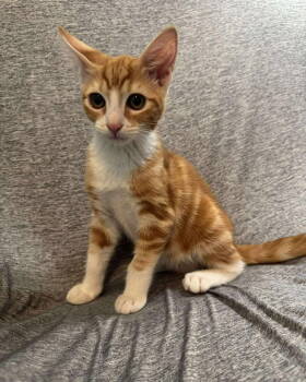 Rescue Domestic Short Hair Cats for Adoption in Modesto, California - Chester | PetCurious