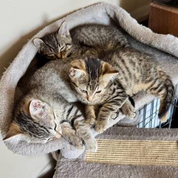 Domestic Short Hair Cats Available for Adoption in Escondido, California - Zoey | PetCurious