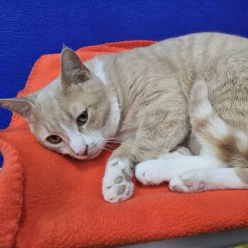 Domestic Short Hair Cats Available for Adoption in Dunkirk, New York - Tuff | PetCurious
