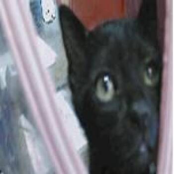 JellyBean -  Domestic Short Hair Cat for Adoption in NEW PT RICHEY, Florida - JellyBean | PetCurious