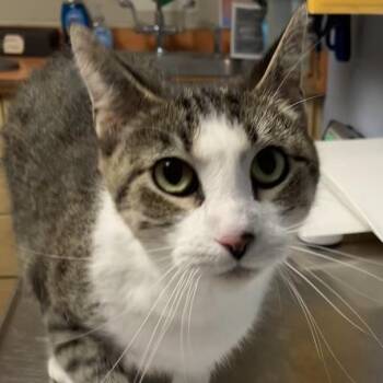 Rita -  Domestic Short Hair Cat for Adoption in Dekalb, Illinois - Rita | PetCurious