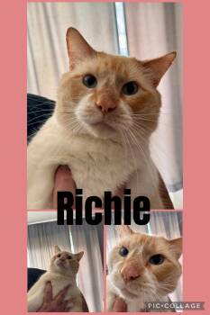 Richie -  Domestic Short Hair Cat for Adoption in Wheaton, Illinois - Richie | PetCurious