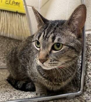 Domestic Short Hair Cats Available for Adoption in Westland, Michigan - Arabella | PetCurious