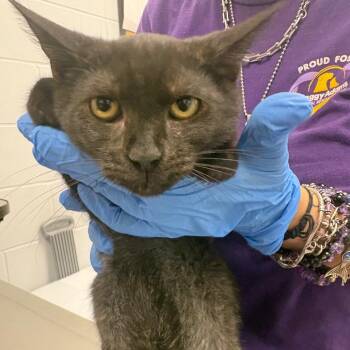 Eden -  American Bobtail Cat for Adoption in West Palm Beach, Florida - Eden | PetCurious