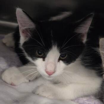 Oreo Cheesecake -  Domestic Long Hair Cat for Adoption in Fairmont, West Virginia - Oreo Cheesecake | PetCurious