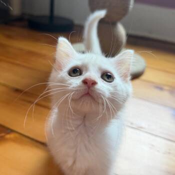Freddi Benson -  Domestic Short Hair Cat for Adoption in Granville, Ohio - Freddi Benson | PetCurious