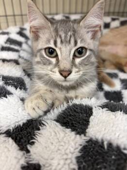 NOLA -  Tabby Cat for Adoption in Smithtown, New York - NOLA | PetCurious