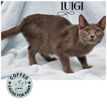 Luigi -  Domestic Short Hair Cat for Adoption in Douglas, Georgia - Luigi | PetCurious