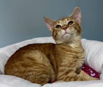 Rescue Domestic Short Hair Cats for Adoption in Waynesville, Missouri - Rosalie | PetCurious