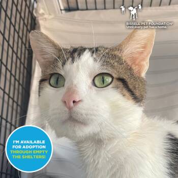 Drakenstein -  Domestic Short Hair Cat for Adoption in Chicago, Illinois - Drakenstein | PetCurious