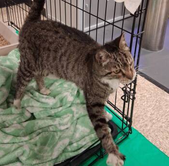 Tabby Cats Available for Adoption in Deltona, Florida - Tabitha | PetCurious