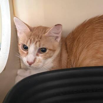 Cotton -  Domestic Short Hair Cat for Adoption in Lake Jackson, Texas - Cotton | PetCurious