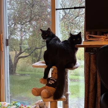 Majesty and Haru -  Norwegian Forest Cat Cat for Adoption in Lemont, Illinois - Majesty And Haru | PetCurious