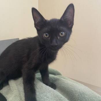 Lulu -  Domestic Short Hair Cat for Adoption in Pasadena, California - Lulu | PetCurious