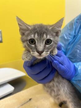 Petrie -  Domestic Short Hair Cat for Adoption in Raleigh, North Carolina - Petrie | PetCurious