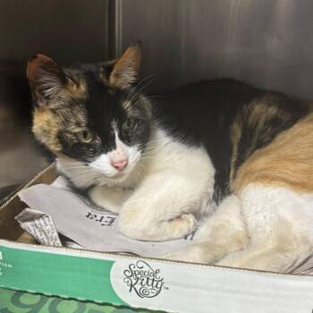 Domestic Short Hair Cats Available for Adoption - Selena | PetCurious