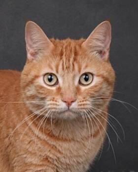 Daisey -  Domestic Short Hair Cat for Adoption in Fresno, California - Daisey | PetCurious