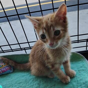 GingerAle -  Domestic Short Hair Cat for Adoption in Beulaville, North Carolina - GingerAle | PetCurious