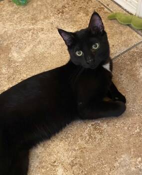 Peter Spankoffski -  Domestic Short Hair Cat for Adoption in Tucson, Arizona - Peter Spankoffski | PetCurious