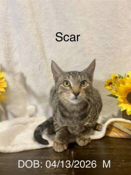 Scar -  Domestic Short Hair Cat for Adoption in Magnolia, Texas - Scar | PetCurious