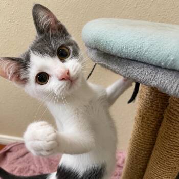 Sourdough -  Domestic Short Hair Cat for Adoption in Houston, Texas - Sourdough | PetCurious