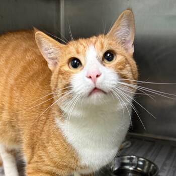 American Shorthair Cats Available for Adoption - Jagger | PetCurious