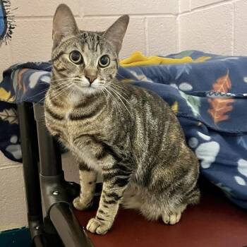 Snickers -  Domestic Short Hair Cat for Adoption in Owosso, Michigan - Snickers | PetCurious