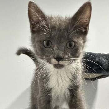Rescue American Shorthair Cats for Adoption in Bethel, Connecticut - JJ | PetCurious