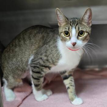 Tiger Lily -  Domestic Short Hair Cat for Adoption in San Jacinto, California - Tiger Lily | PetCurious