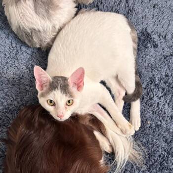 Domestic Short Hair Cats Available for Adoption - Cassanova | PetCurious