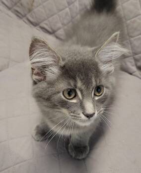 Rooibos -  Domestic Short Hair Cat for Adoption in Sandusky, Ohio - Rooibos | PetCurious