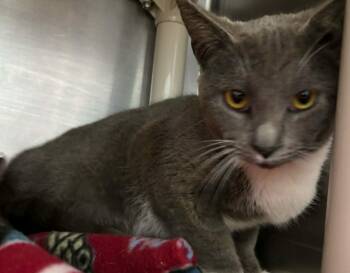 Domestic Short Hair Cats Available for Adoption - Charm: At Shelter | PetCurious