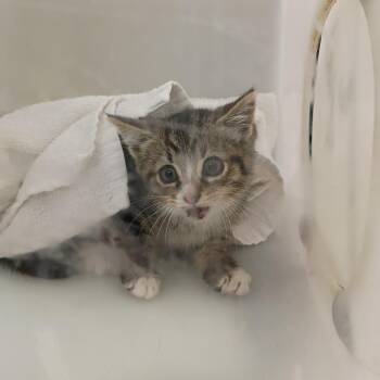 Domestic Medium Hair Cats Available for Adoption in Columbus, Georgia - Arabella | PetCurious