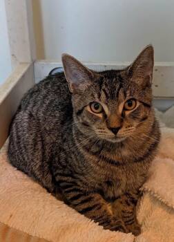 Ben -  Tabby Cat for Adoption in Roxbury Township, New Jersey - Ben | PetCurious