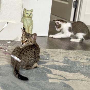 Rescue Domestic Short Hair and Tabby Cats for Adoption in Vallejo, California - Freida | PetCurious