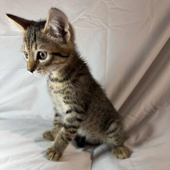 Domestic Short Hair Cats Available for Adoption in Sunnyvale, California - Jay | PetCurious