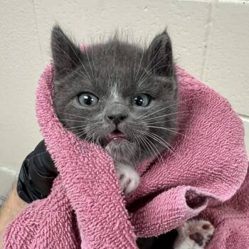 Pee-wee -  Domestic Medium Hair Cat for Adoption in Reno, Nevada - Pee-wee | PetCurious