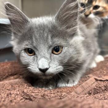Domestic Medium Hair Cats Available for Adoption in Lakeland, Florida - Thumper | PetCurious