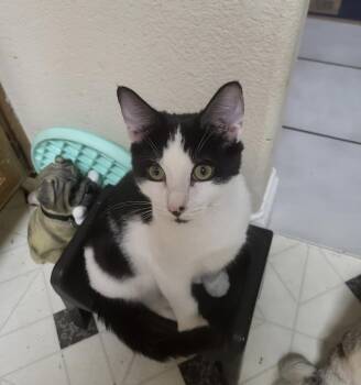 Rescue Domestic Short Hair Cats for Adoption in Rio Linda, California - Max | PetCurious