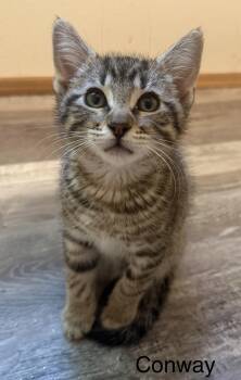 CONWAY -  Domestic Short Hair Cat for Adoption in Maple Valley, Washington - CONWAY | PetCurious