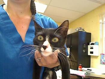 PANDA -  Domestic Short Hair Cat for Adoption in Cookeville, Tennessee - PANDA | PetCurious