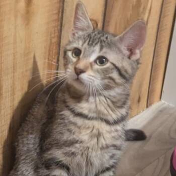 Conch -  Domestic Short Hair Cat for Adoption in Binghamton, New York - Conch | PetCurious