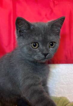Earl Grey -  British Shorthair Cat for Adoption in Davis, California - Earl Grey | PetCurious