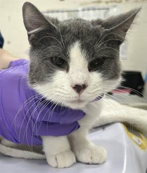 Domestic Short Hair Cats Available for Adoption - BLAZE | PetCurious