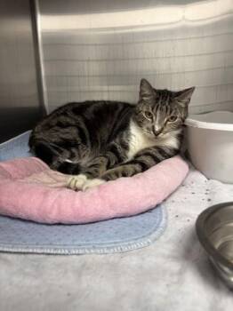 Kiani -  Domestic Short Hair Cat for Adoption in North Miami Beach, Florida - Kiani | PetCurious