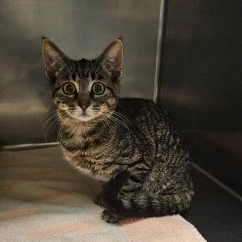 Domestic Short Hair Cats Available for Adoption - Jill | PetCurious