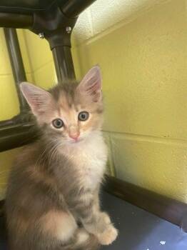 Eternal Star -  Domestic Long Hair Cat for Adoption in Hamilton, Ohio - Eternal Star | PetCurious